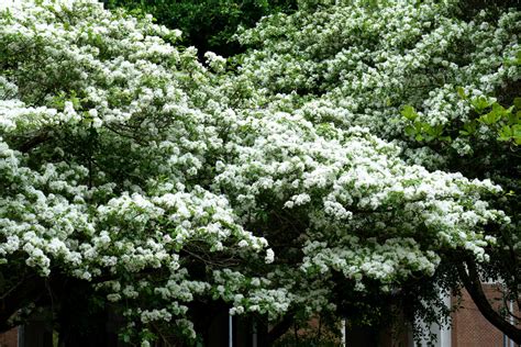 流蘇樹風水|流蘇樹 (Chionanthus retusus)